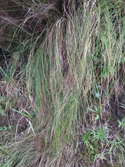 Festuca petraea