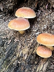 Hypholoma lateritium