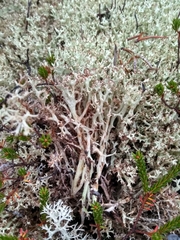 Cladonia uncialis