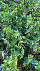 Commelina communis
