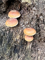Hypholoma lateritium