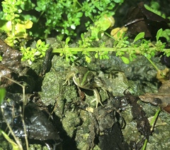 Pelophylax fukienensis