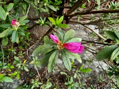 Rhododendron simsii