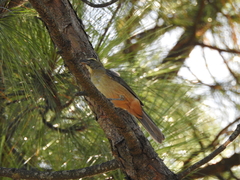 Saltator coerulescens