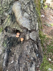 Hypholoma lateritium