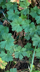 Geranium macrorrhizum