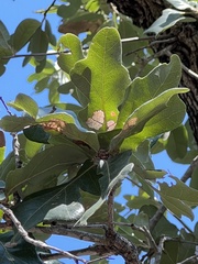 Quercus laceyi