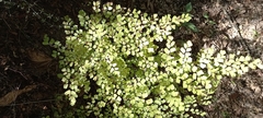 Adiantum raddianum