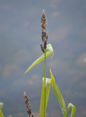 Echinochloa esculenta