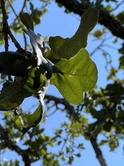 Quercus laceyi