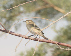 Phylloscopus sindianus