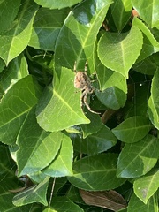 Araneus