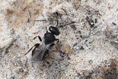 Scelioninae