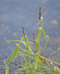 Echinochloa esculenta