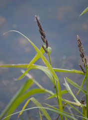 Echinochloa esculenta