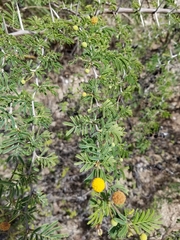 Vachellia farnesiana