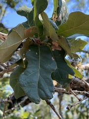 Quercus laceyi