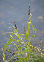 Echinochloa esculenta
