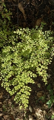 Adiantum raddianum