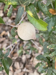 Disholcaspis cinerosa
