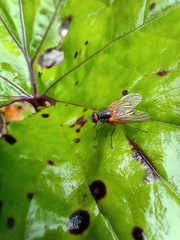 Muscoidea