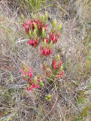 Erica plukenetii