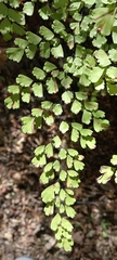Adiantum raddianum