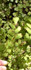 Adiantum raddianum