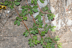 Kallstroemia maxima