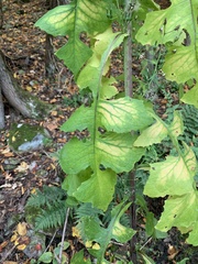 Lactuca biennis