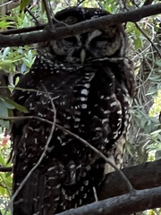 Strix occidentalis