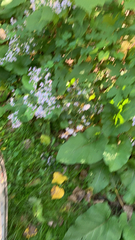 Symphyotrichum cordifolium