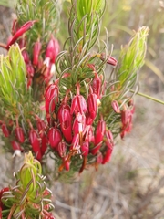 Erica plukenetii