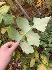 Lactuca biennis