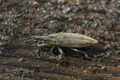 Lixus iridis