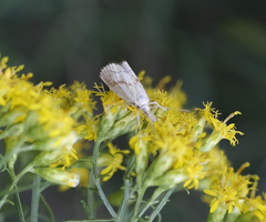 Crambus albellus