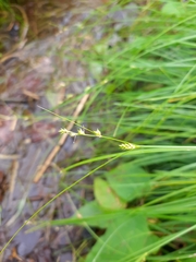 Carex remota