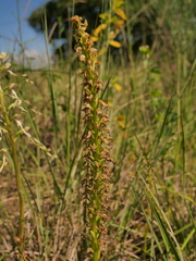 Orchis anthropophora