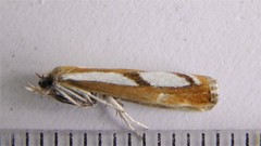 Catoptria latiradiellus