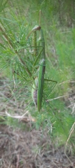 Tenodera sinensis