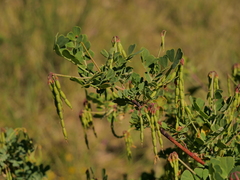 Coronilla valentina glauca