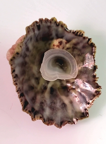 Crucibulum umbrella