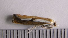 Catoptria latiradiellus
