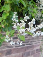Fallopia baldschuanica