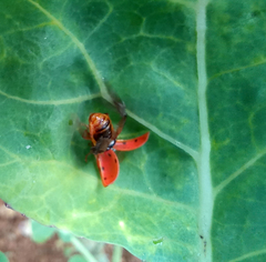 Harmonia axyridis