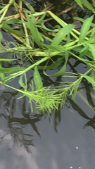 Dulichium arundinaceum