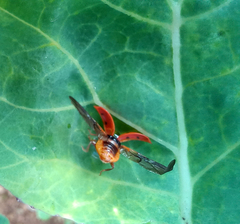 Harmonia axyridis