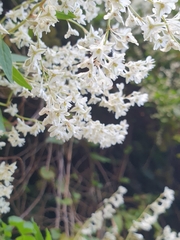Fallopia baldschuanica