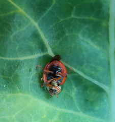 Harmonia axyridis