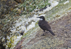 Cinclodes nigrofumosus